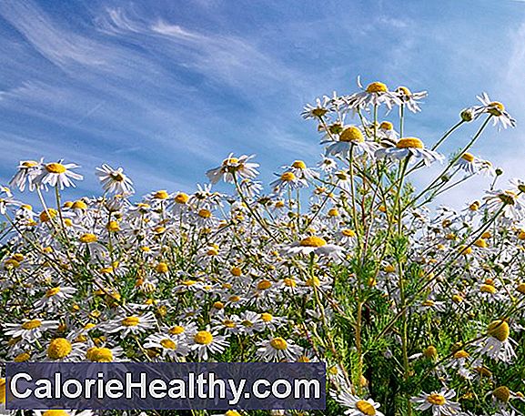 Camomile - for relaxation and strong nerves