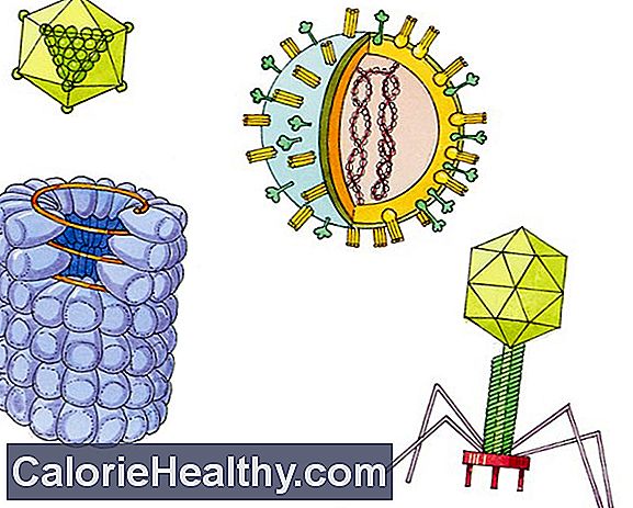 Ciclo de vida del virus de la gripe porcina